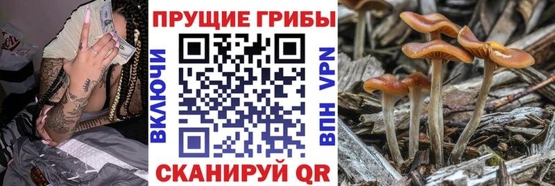 Галлюциногенные грибы Psilocybe  blacksprut ссылки  Удачный  где можно купить наркотик 
